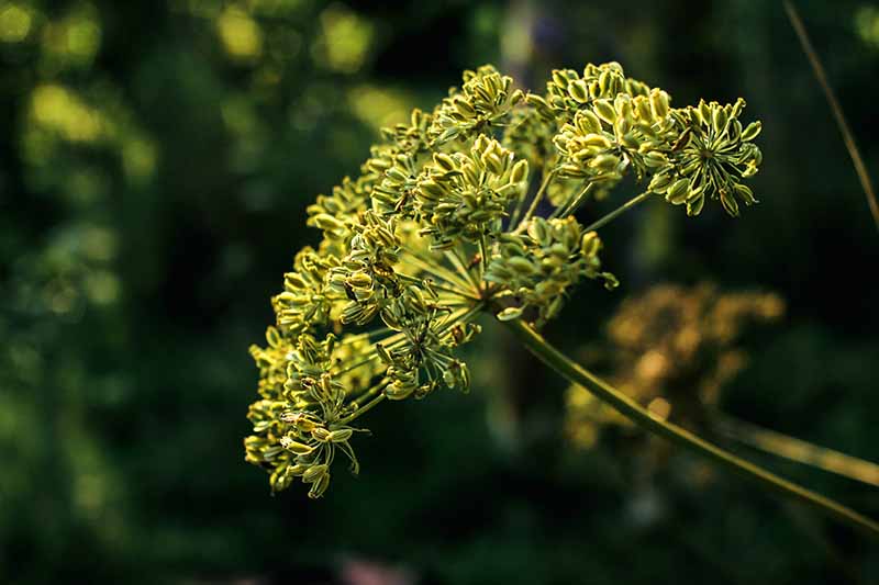 一个近距离的Pimpinella anisum的花头生长在一个黑暗的软焦点背景拍摄的花园。