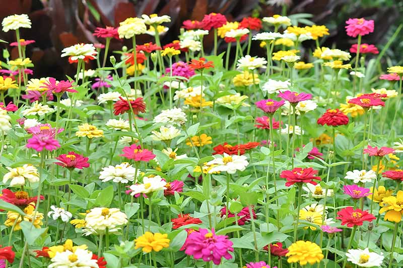 一个近距离的水平图像，一大片不同颜色的百日菊生长在花园里。