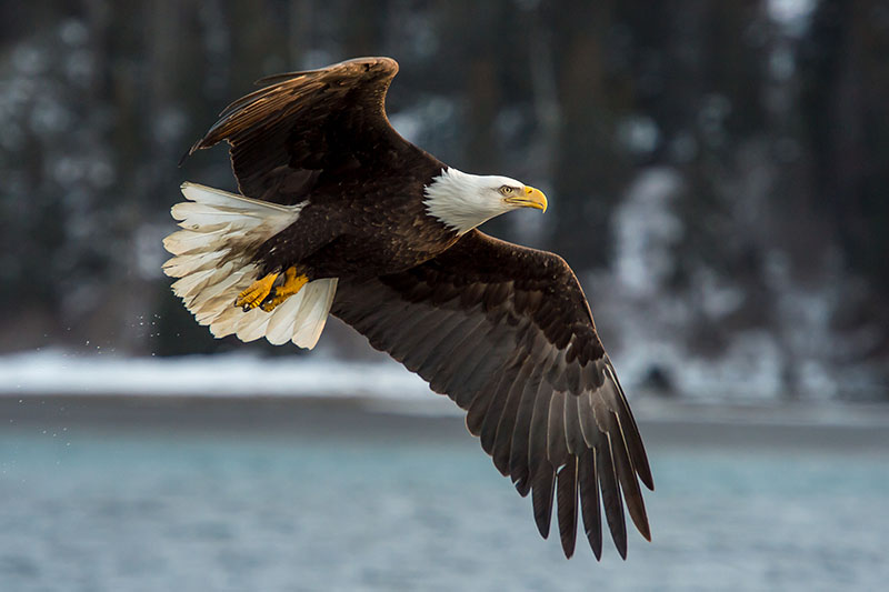 一个近距离的水平图像的美国秃鹰飞过水体，照片在一个软焦点背景。