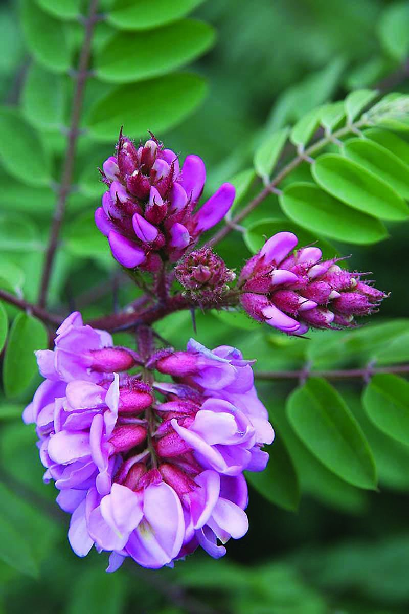 一个近距离的暗紫色花的潮湿槐树(Robinia粘胶)拍摄在一个柔软的焦点绿色背景。