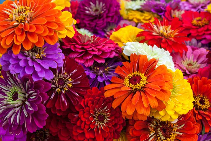 一束色彩鲜艳的百日菊花的近距离水平图像。