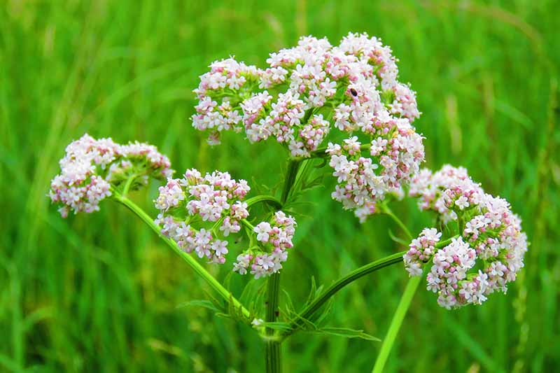 一个近距离水平图像的Pimpinella anisum花拍摄在一个软焦点背景。