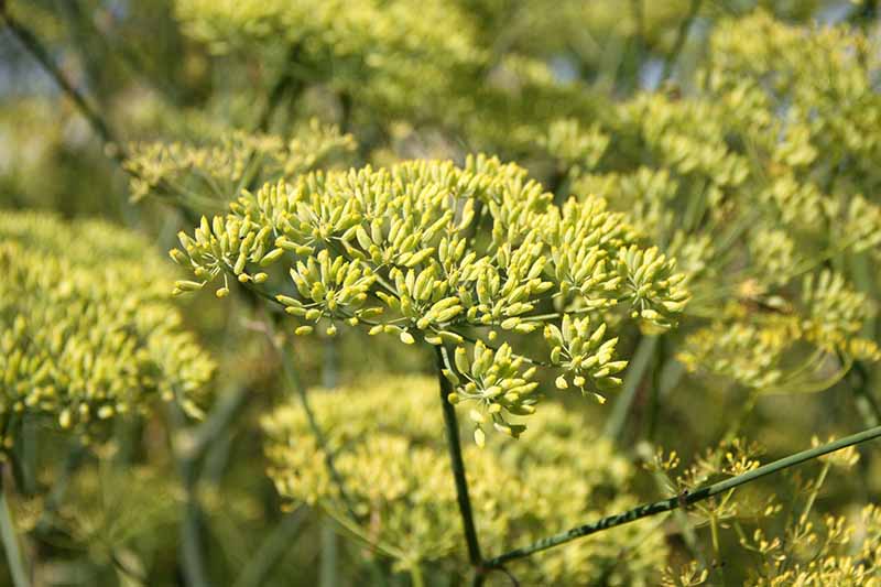 花园中生长的大茴香(Pimpinella anisum)的近距离水平图像。