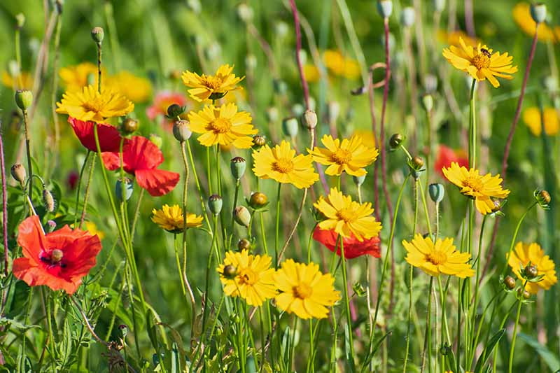 在明亮的阳光下，明亮的黄色锦葵花生长在罂粟花草地上的近距离水平图像。