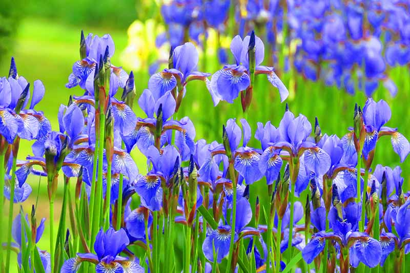 一个近距离的水平图像，亮蓝色的鸢尾花生长在春天的花园里。