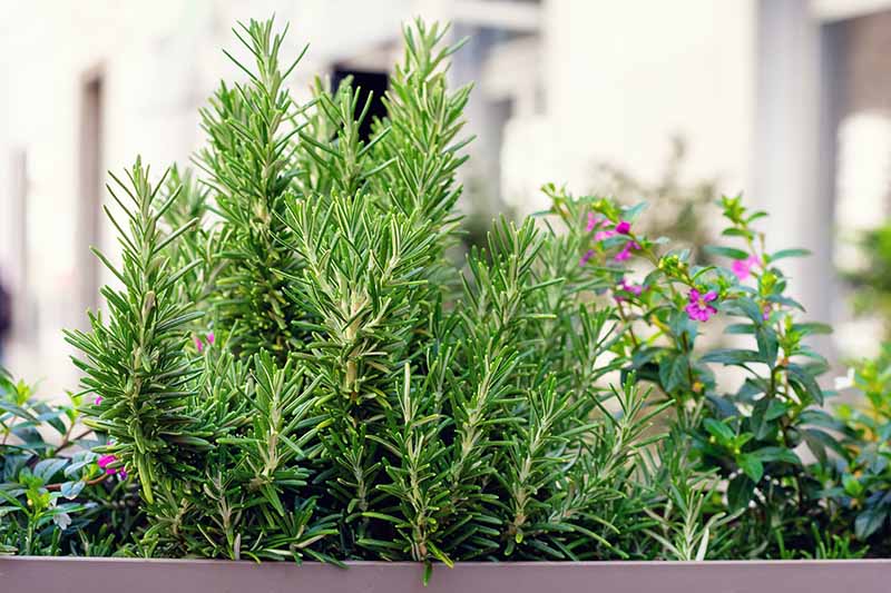 一个矩形的种植机在阳台上种植各种各样的草药的近距离水平图像。