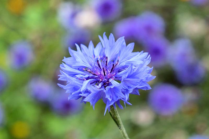 一个近距离的水平图像的明亮的蓝色半人马座蓝花拍摄在一个软焦点背景。