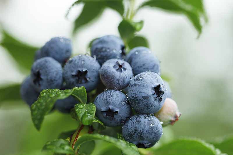 一个近距离的水平图像，成熟的蓝莓生长在花园被轻水滴覆盖在一个软焦点背景上。