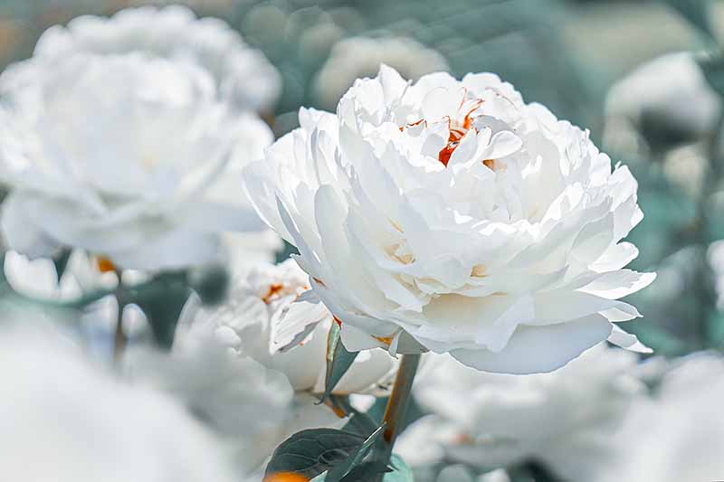一个近距离的水平图像的白色牡丹生长在一个软焦点背景拍摄的花园。