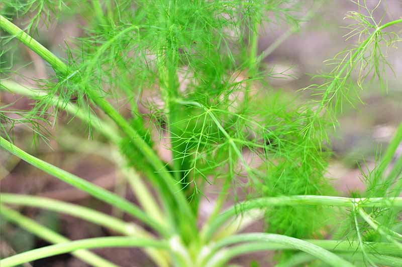 花园中生长的八角(Pimpinella anisum)羽毛状叶子的近距离水平图像。