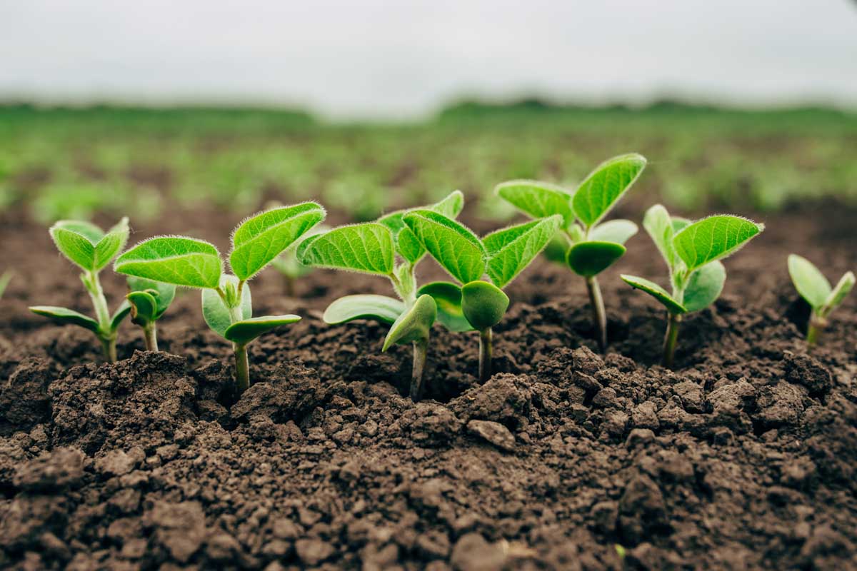 侧视图的八小豆苗开始发芽在精心耕耘，黑暗，肥沃的土壤。BOB体育APP苹果下载