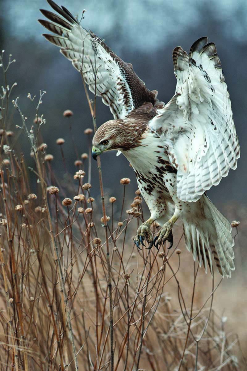 一个近距离垂直图像的红尾鹰狩猎在冬季景观。