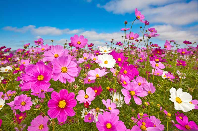 粉红色和白色的宇宙花生长在野花草地上，背景是蓝色的天空。