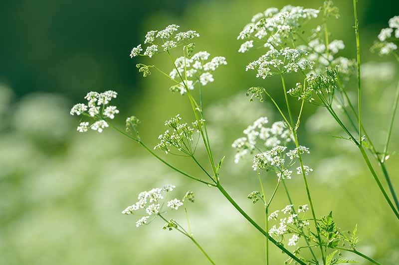 一个近距离的水平图像的白色花朵和羽毛叶的茴芹(Pimpinella anisum)生长在花园的软焦点背景照片。