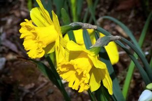 在柔和的焦点背景下，明亮的黄色水仙花在阳光下生长在花园里的近距离水平图像。