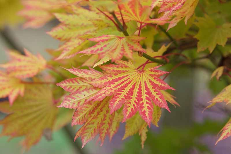 一个近距离的水平图像，红色和金色的叶槭生长在秋天的花园拍摄在一个软焦点背景。