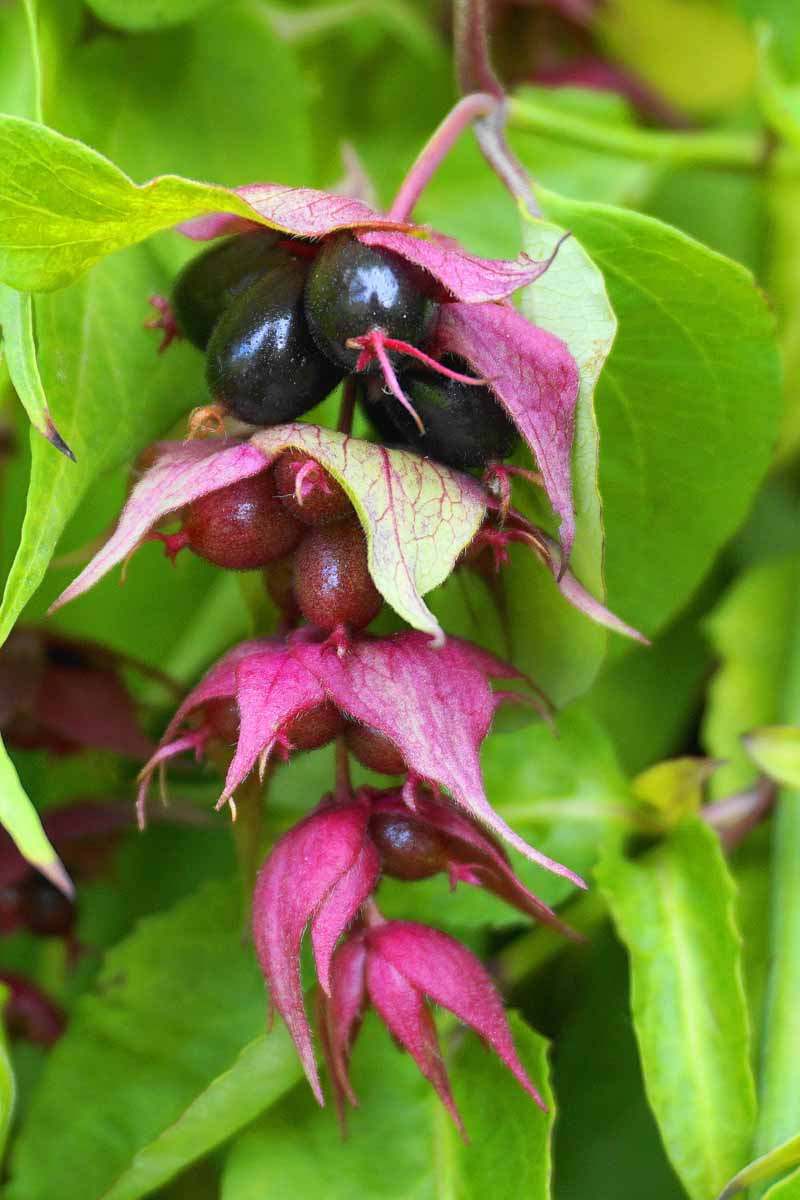 一个近距离垂直图像的深紫色浆果的台湾Leycesteria formosa与树叶在背景的软焦点。