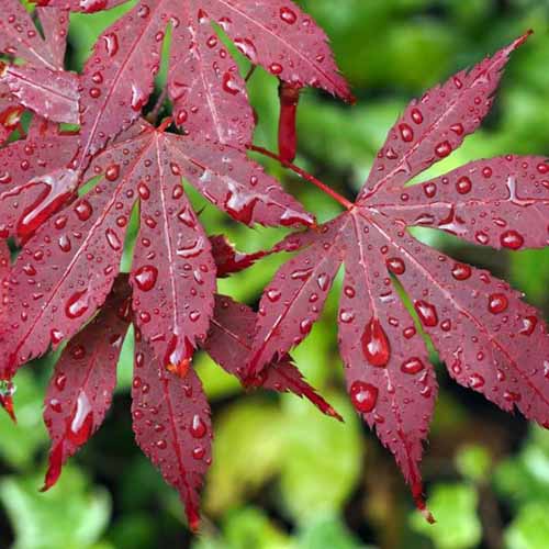 一个近距离的正方形图像的深红色的棕榈槭叶子“血好”与水滴在叶子上。