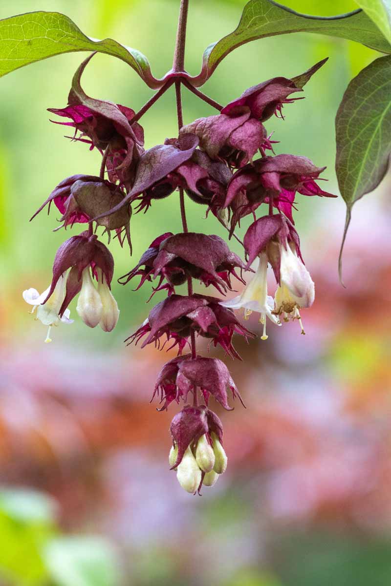 近距离垂直图像的白色花朵和紫色苞片的台湾Leycesteria formosa拍摄在一个软焦点背景。