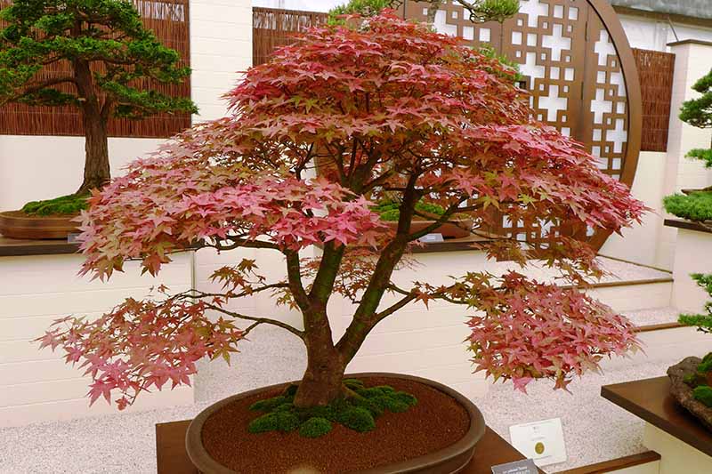 一个近距离的水平图像，日本枫生长在一个正式的花园的小盆盆景。