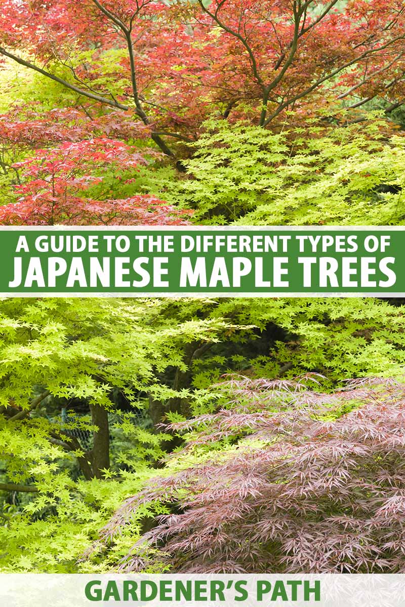 花园的垂直图像，种植着各种不同的日本枫树，不同颜色的叶子。到框架的中心和底部是绿色和白色的印刷文字。