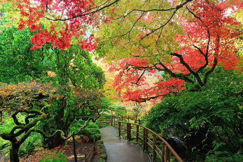 一个水平图像的路径通过一个种植着枫树的日本花园。