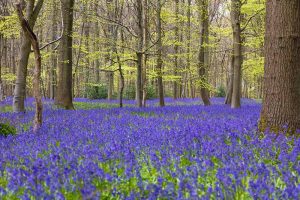 春天的英国林地的水平图像，树下覆盖着风信子。