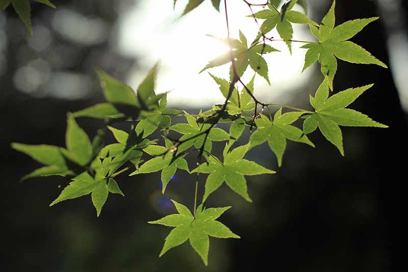 一个近距离的水平图像的绿色树叶的一种日本枫树拍摄在一个黑暗的软焦点背景。