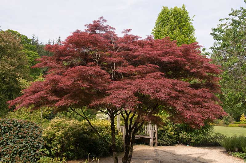 一棵生长在正式花园中的日本枫树的水平图像。