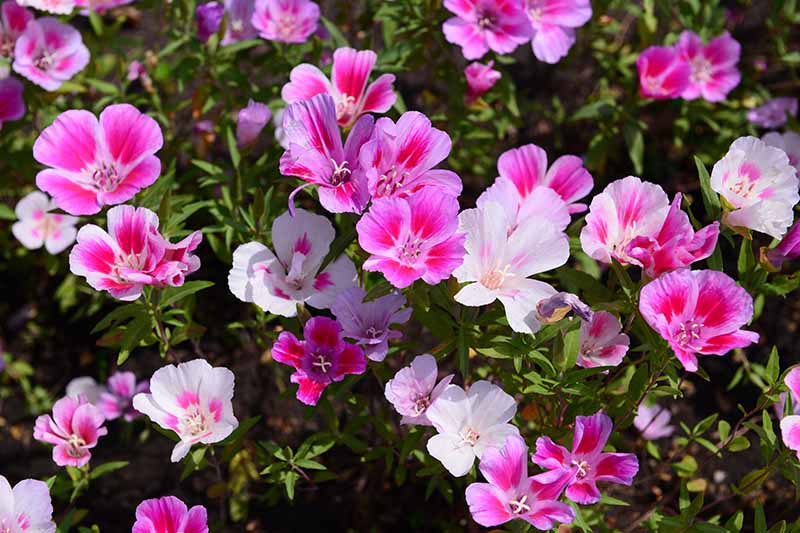 密切的横向图像粉色,红色,白色缎花(山字草amoena)生长在初夏的花园。