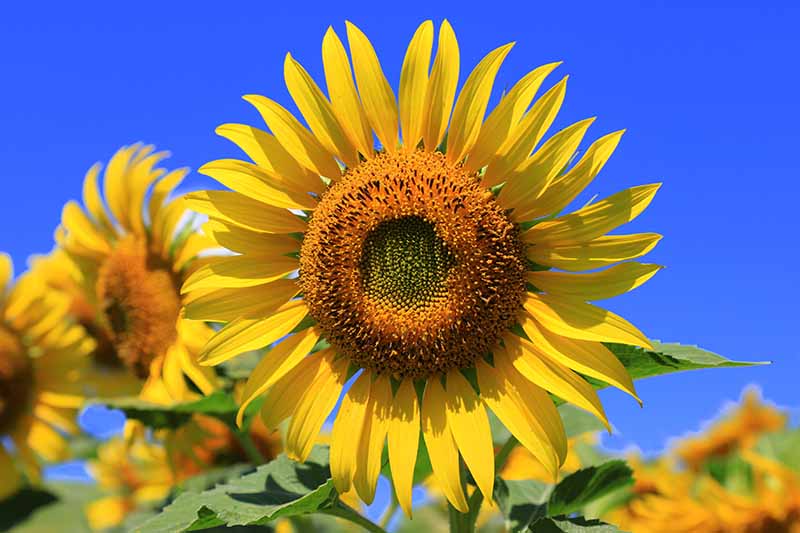在蓝色的天空背景下，一株生长在花园里的亮黄色向日葵的近距离水平图像。