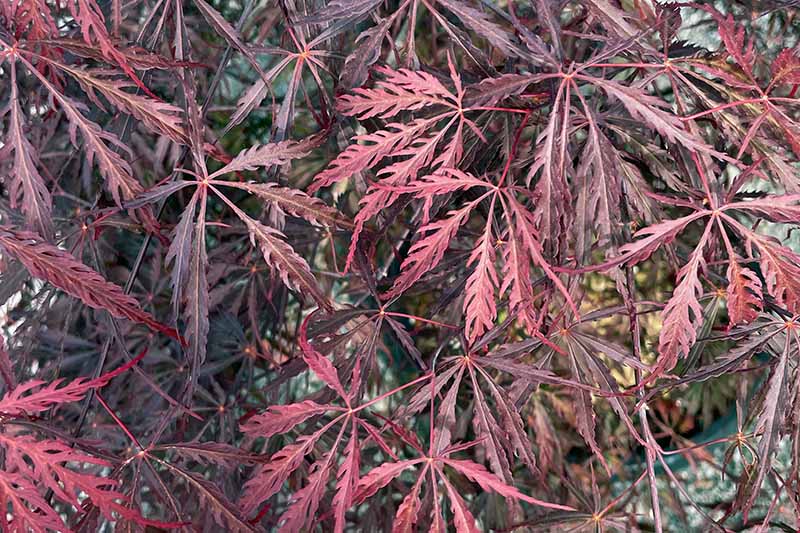 一个近距离的水平图像，深裂的红色叶子解剖日本枫生长在花园里。