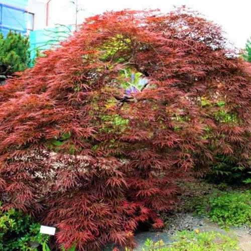 一个近距离的正方形图像的日本枫树与明亮的红色叶子生长在花园里。