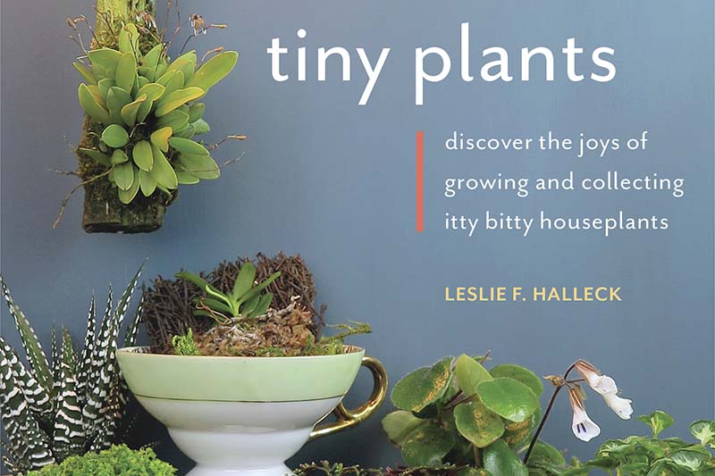 莱斯利·f·哈勒克的《小植物》一书封面的近距离水平图像。BOB体育APP苹果下载