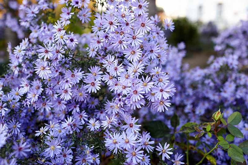 近距离的水平图像浅蓝色的多年生紫菀生长在一个软焦点背景拍摄的花园。