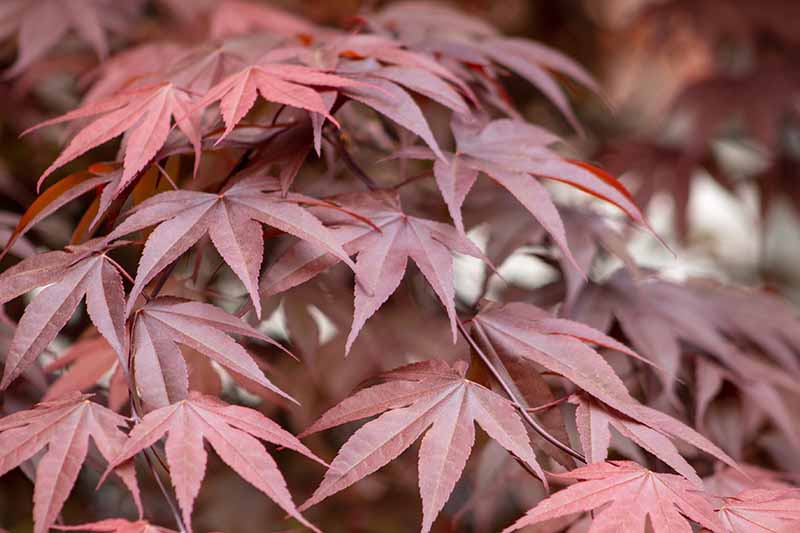 一个近距离的水平图像，深红色的秋天树叶的日本枫树生长在花园里。