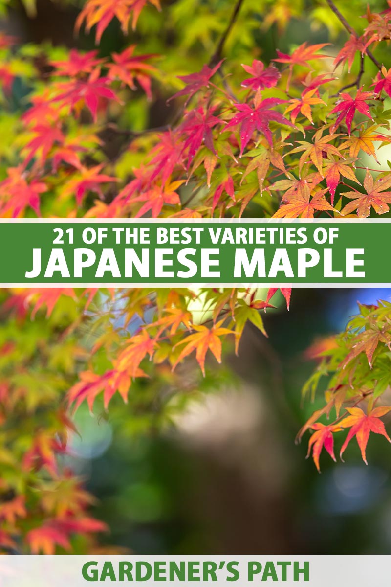 一棵日本枫树的叶子在秋天从绿色变成红色的近距离垂直图像。到框架的中心和底部是绿色和白色的印刷文字。