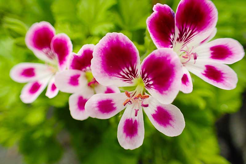 一个近距离的水平图像，粉红色和白色的香型天竺葵(天竺葵)生长在一个软焦点背景拍摄的花园里。
