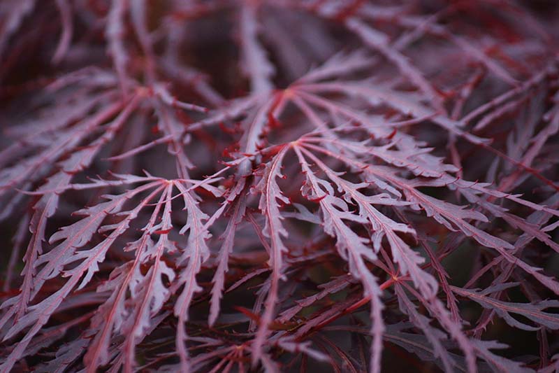 一个近距离的水平图像的Acer 'Crimson Queen'树叶拍摄在一个黑暗的背景。