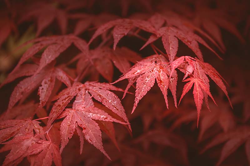 一个近距离的水平图像，红色的秋天树叶“皇帝一号”日本枫树拍摄在黑暗的背景。