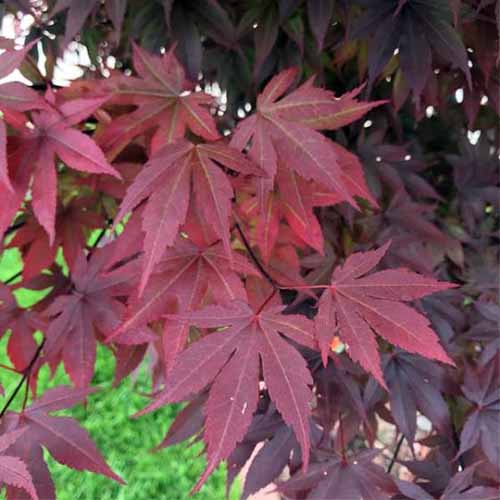 一个近距离的正方形图像的深红色树叶槭“皇帝一号”生长在花园里。