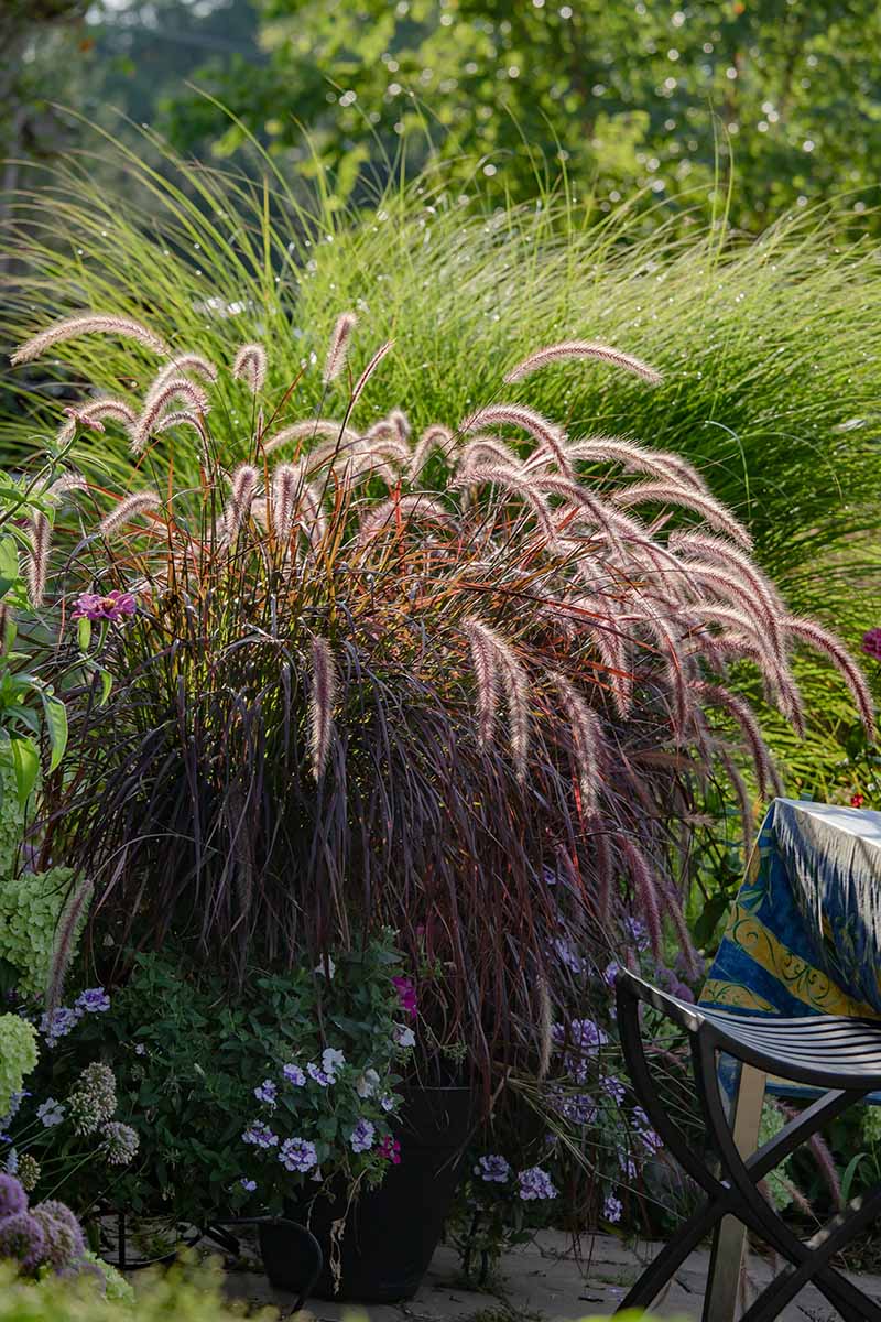 一个近距离垂直图像的观赏性草生长在花丛中在庭院花园。