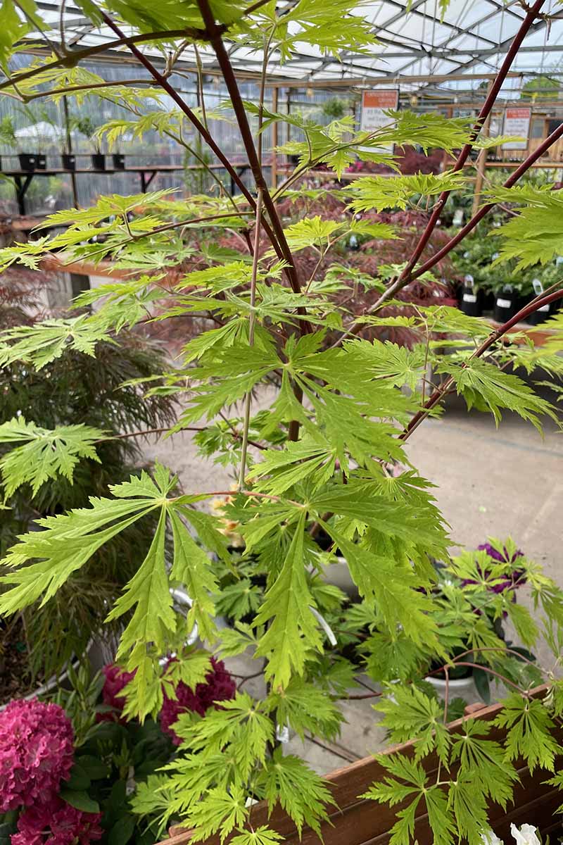 一个近距离垂直图像的盆栽“绿色瀑布”日本枫在一个大型植物苗圃温室。