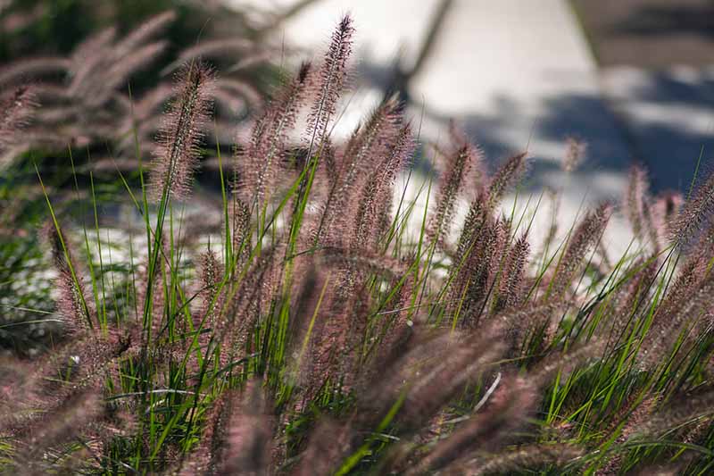 一个近距离的水平图像的紫色喷泉草(狼尾草)生长在一个软焦点背景拍摄的花园。