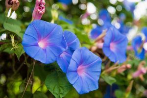 一个近距离的水平图像，明亮的蓝色牵牛花生长在一个软焦点背景拍摄的花园。