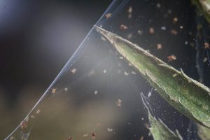 一个近距离的水平图像的蜘蛛螨殖民地和它的网在植物茎上描绘在一个软焦点背景。