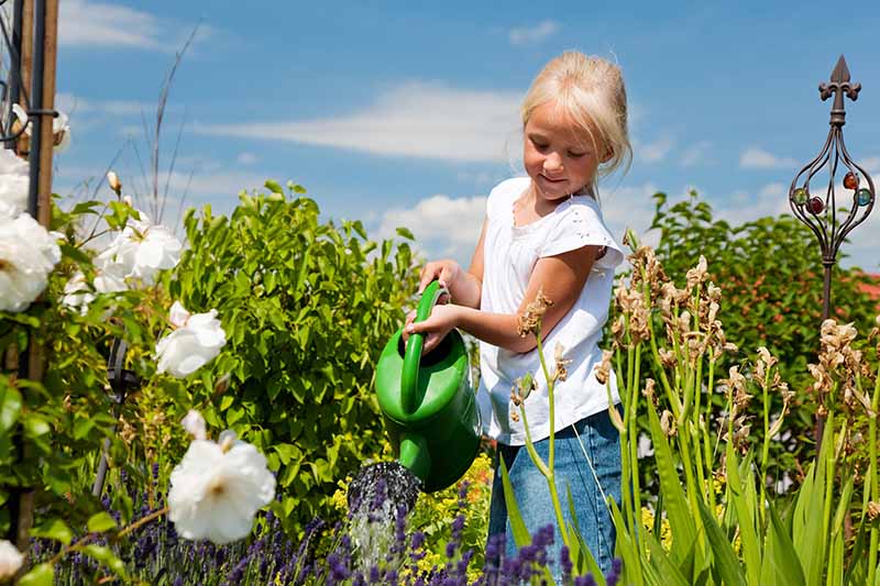 近距离的水平图像，一个金发的孩子拿着一个绿色的喷壶在花园中拍摄的蓝色天空背景。