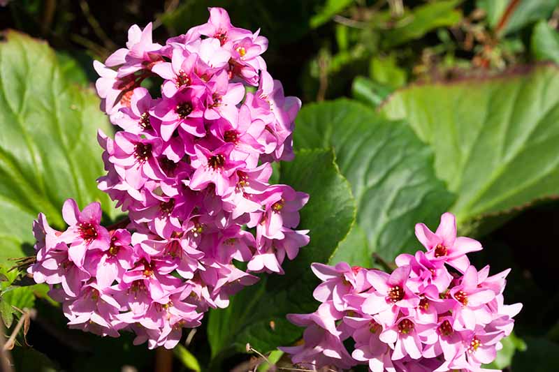 在明亮的阳光下，一株bergenia植物在花园里生长的亮粉色花朵的近距离水平图像。