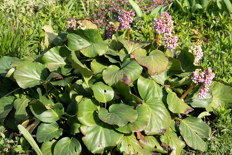 一个近距离的水平图像的bergenia植物生长在花园与一些斑点上的叶子。