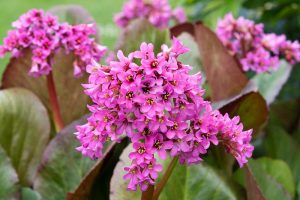 密切的横向图像亮粉色bergenia花种植在花园里见软焦点的背景。